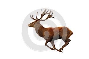 Isolated red deer running