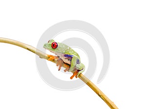 Isolated Red Eyed Green Tree Frog