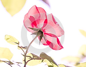 Isolated red flower