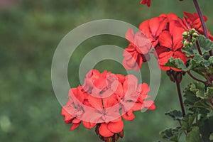 Isolated Red Flower in Garden With Blurred Background and Free Space for Text - Sunny Autumn Day, Abstract Background