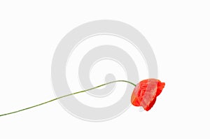 Isolated red flower poppy on a white background