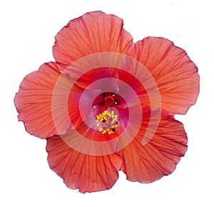 Isolated Red Flower Wood Rose