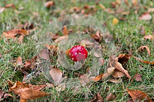 isolated red fly amanita on grass in fall