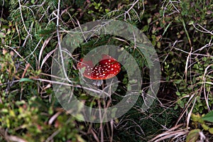 isolated red fly amanita on grass in fall