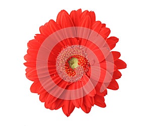 Isolated red gerbera