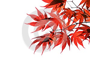 Isolated red japanese maple