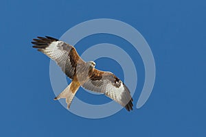 Isolated red kite bird milvus milvus in flight with spread wings
