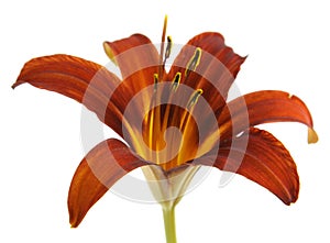 Isolated Red Lily on White