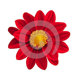 Isolated red mexican sunflower on white background