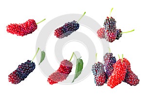 Isolated of  red mulberry fruit on white background with clipping path