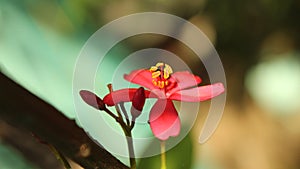 isolated red perigrina flower with bud