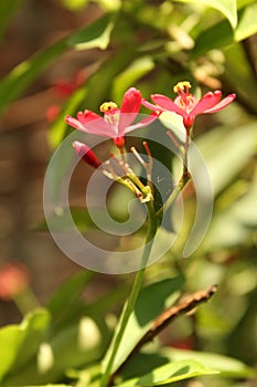 isolated red perigrina flowers with anthers
