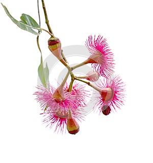 Isolated red pink flowers of Corymbia ptychocarpa or Swamp Bloodwood
