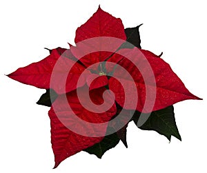 Isolated red poinsettia