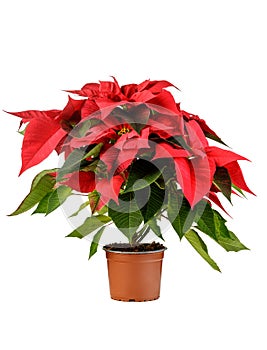 Isolated Red Poinsettia Flower on perfectly white background. Product photo of Euphorbia Pulcherrima flower.