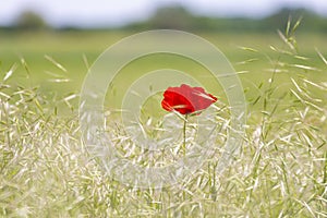 Isolated red poppy flower in a field of rie, in summer