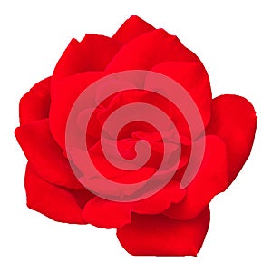 Isolated red rose