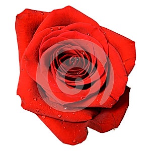 Isolated Red Rose Bloom