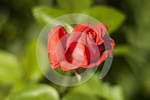Isolated red rose on a blurred background