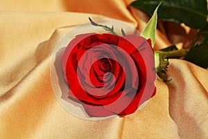 Isolated red rose on golden background