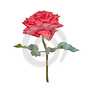 Isolated red rose with leaves on white background, flower vector illustration, valentine symbol