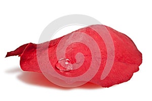 Isolated red rose petal