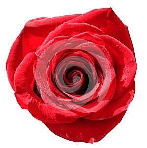 Isolated red rose with water droplets