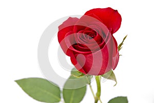 Isolated red rose on white background