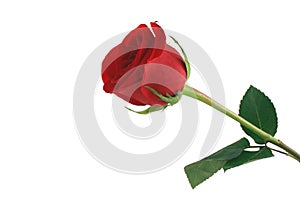 Isolated red rose on white background