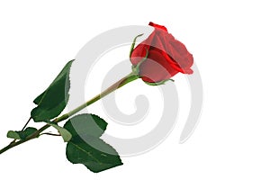 Isolated red rose on white background