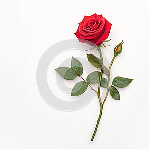 Isolated red rose on white background, epitome of beauty