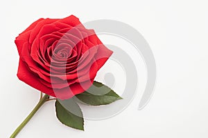 Isolated red rose on white background, epitome of beauty photo