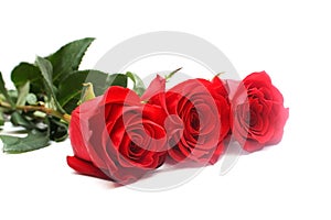 Isolated red roses