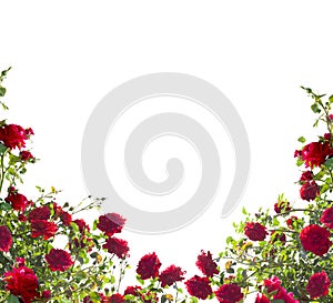 Isolated red roses