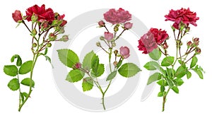 Isolated red roses branches set