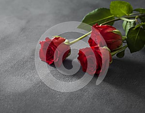 Isolated red roses with a gray background