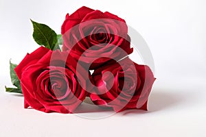 Isolated red roses on white background