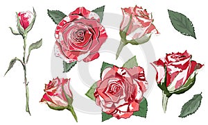 Isolated red roses on a white background. Vector vintage floral elements.