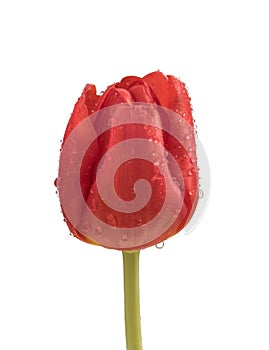 Isolated red tulip with water droplets