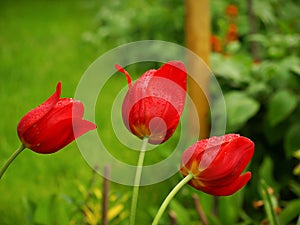 Isolated red tulips with rain drops, in garden with beautiful green background