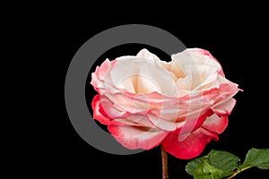 Isolated red white rose blossom on black background