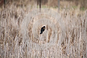 An isolated red wing blackbird perched on a bullrush