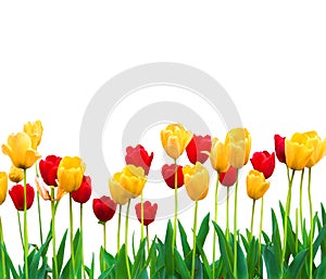 Isolated Red and Yellow Tulips