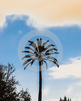 Isolated retro palm tree