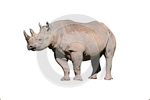 Isolated rhinoceros