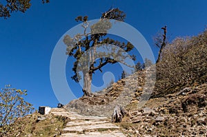 Isolated Rhododendron tree enroute to Chandrashila and Tungnath.