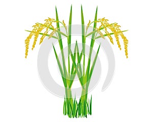 Isolated rice plant