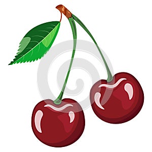 Isolated ripe fresh cherry two berries