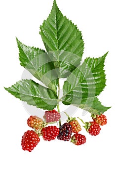 Isolated ripening berries