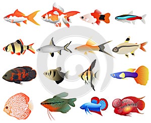 Isolated river fish. Set of freshwater aquarium cartoon fishes.